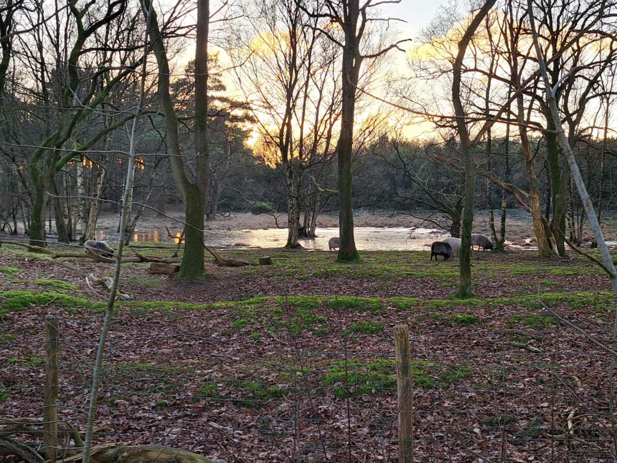 Natuurhuisje Meppen Luaran gambar